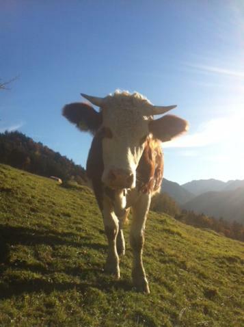 Ferienwohnung Seeblick Schliersee Exteriér fotografie